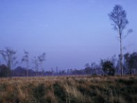 View Cut Trees Butterwood Greywell